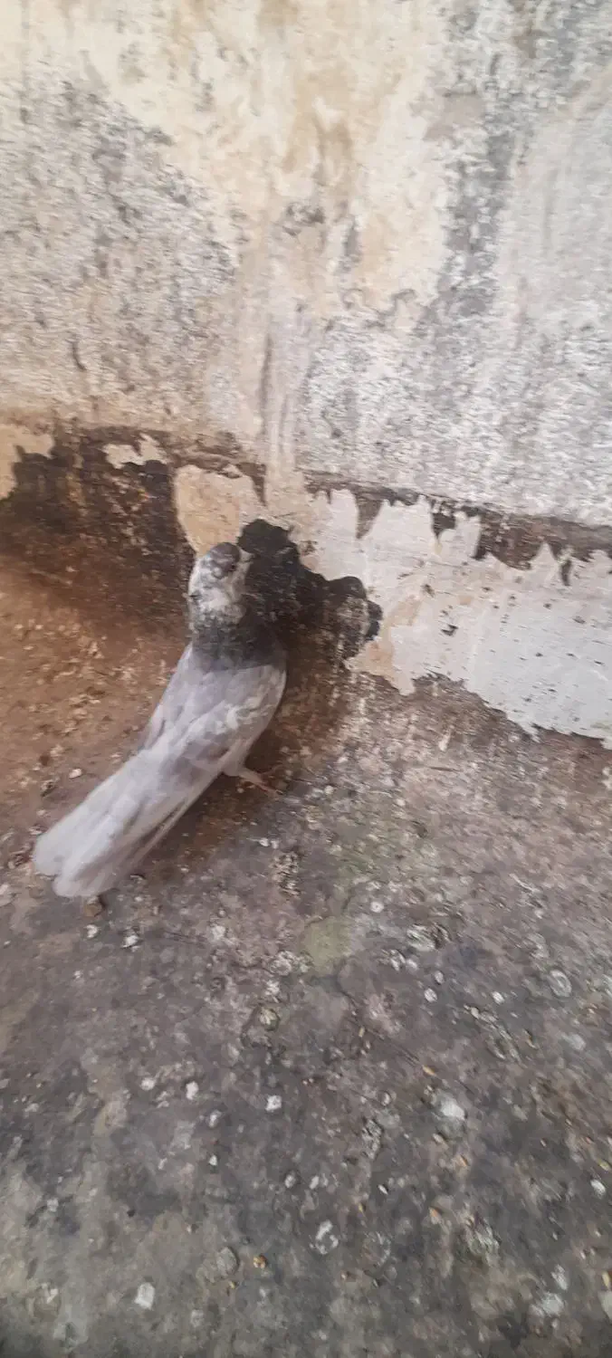 کبوتر|پرنده|قم, سید معصوم|دیوار