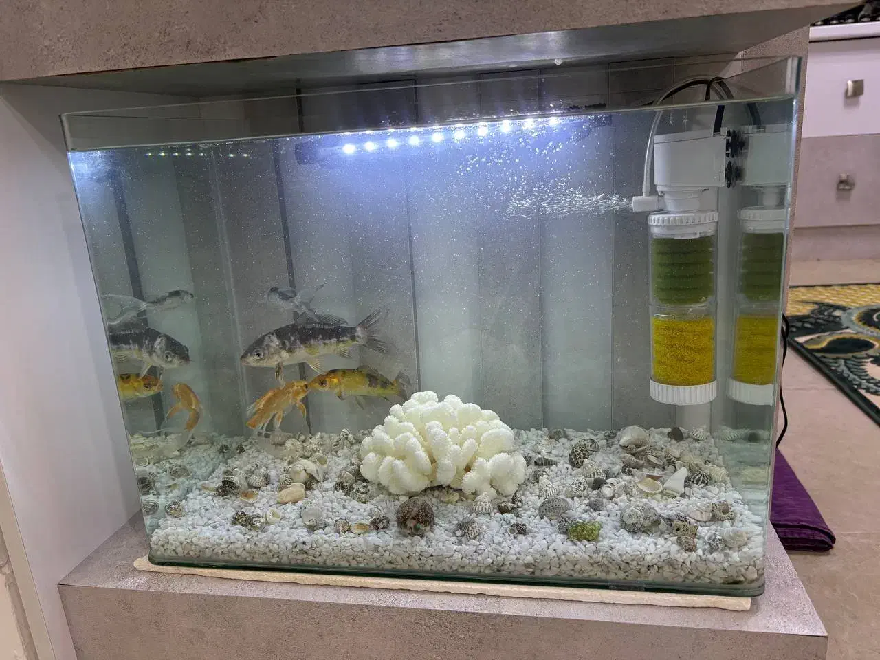 آکواریوم شرکتی|ماهی|تربت جام, مسکن مهر|دیوار