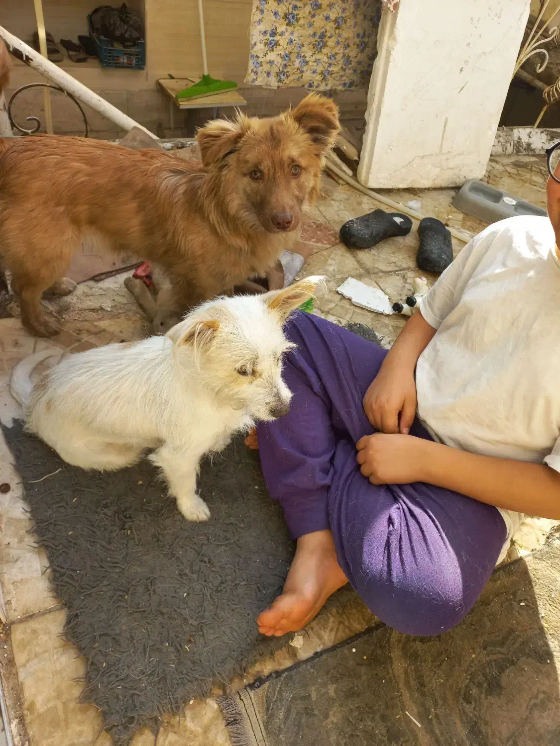 سگ پاکوتاه اشپیتز|سگ|مشهد, یاس|دیوار