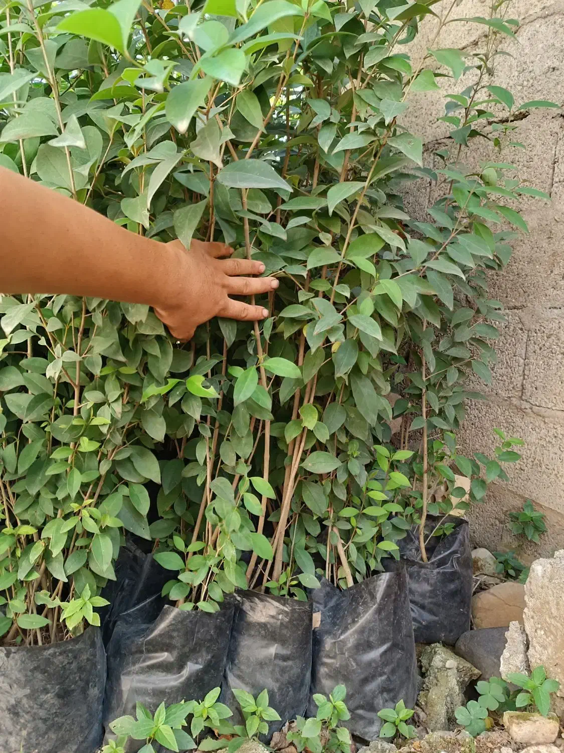 شمشاد سبز طلایی|گل و گیاه طبیعی|کلاچای, |دیوار