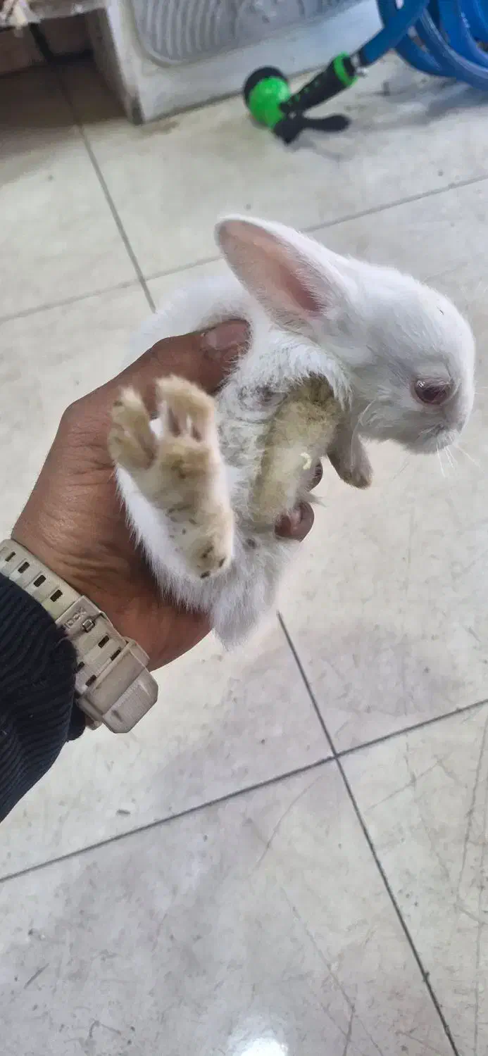 خرگوش  چشم شرابی|موش و خرگوش|شهریار, شهرک وائین|دیوار