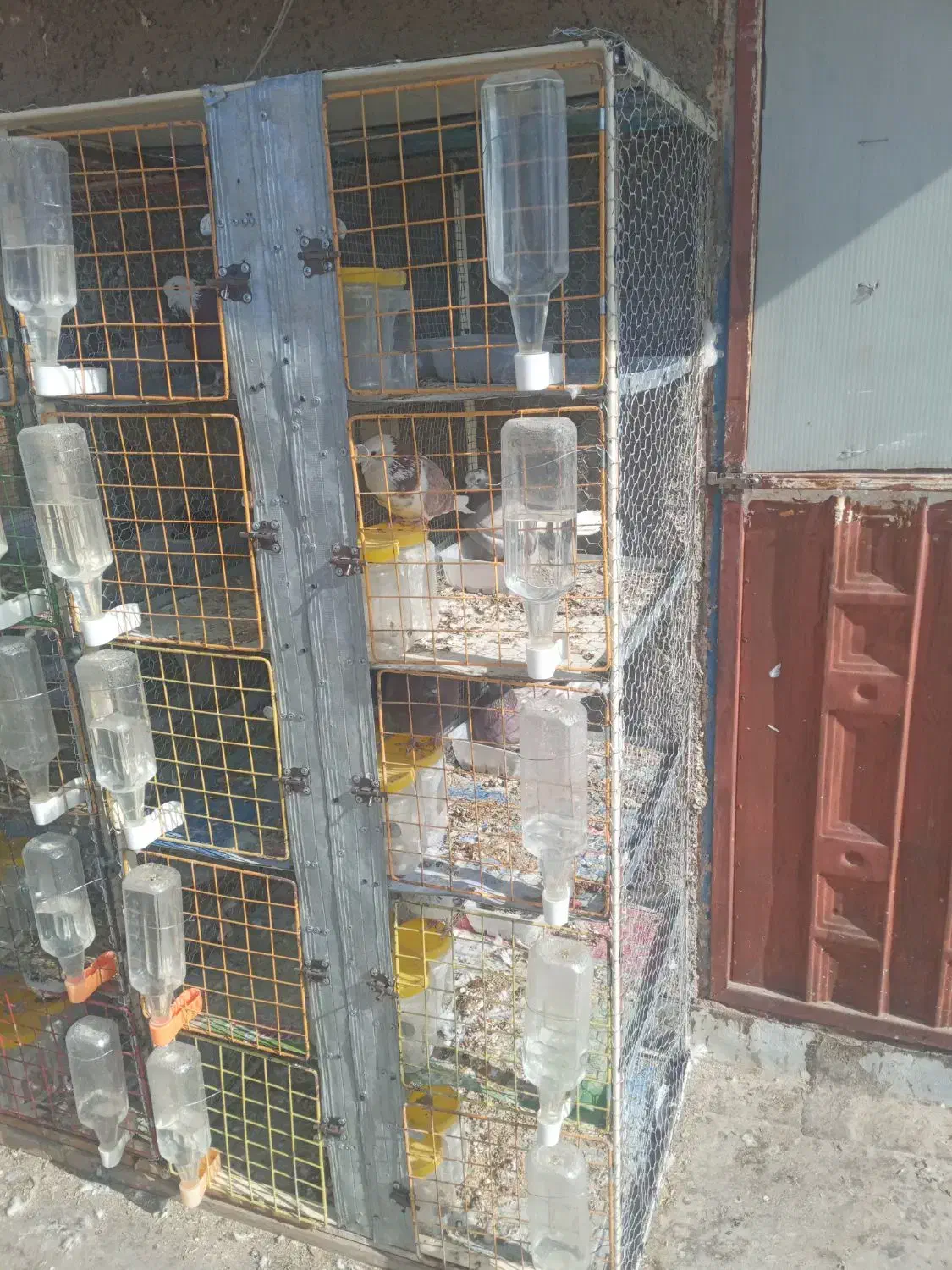 کبوتر ..جفت کن|پرنده|برخوار, |دیوار