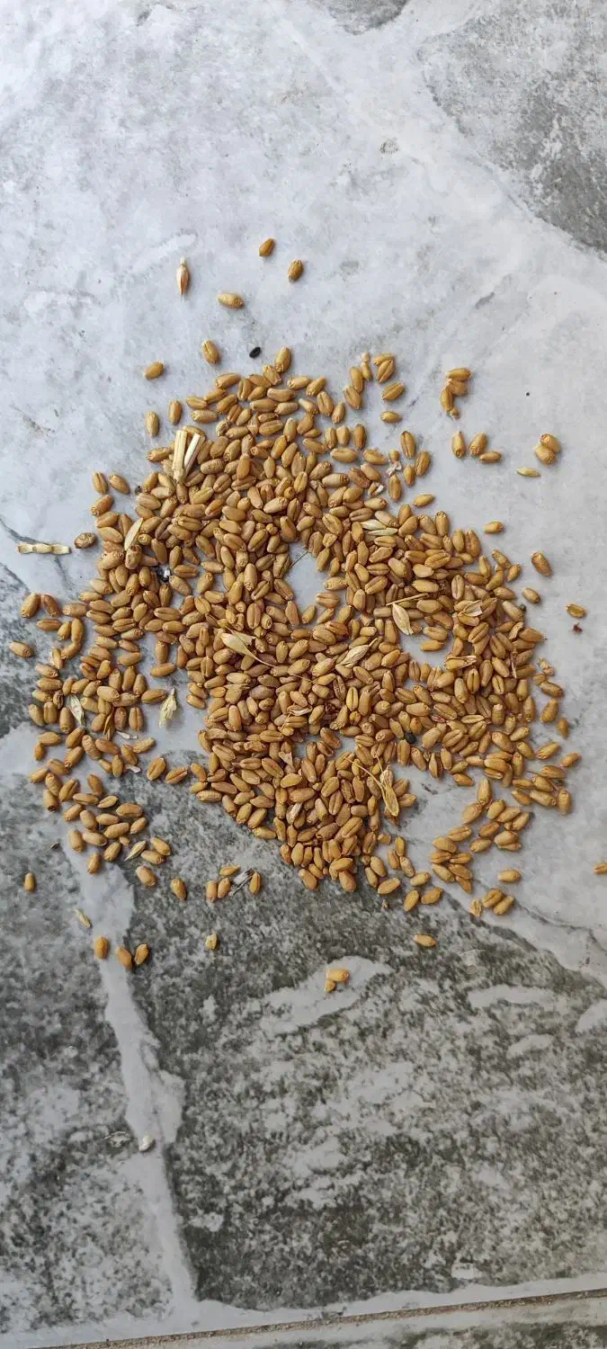 گندم کلات|خدمات باغبانی و درختکاری|کلاله, |دیوار