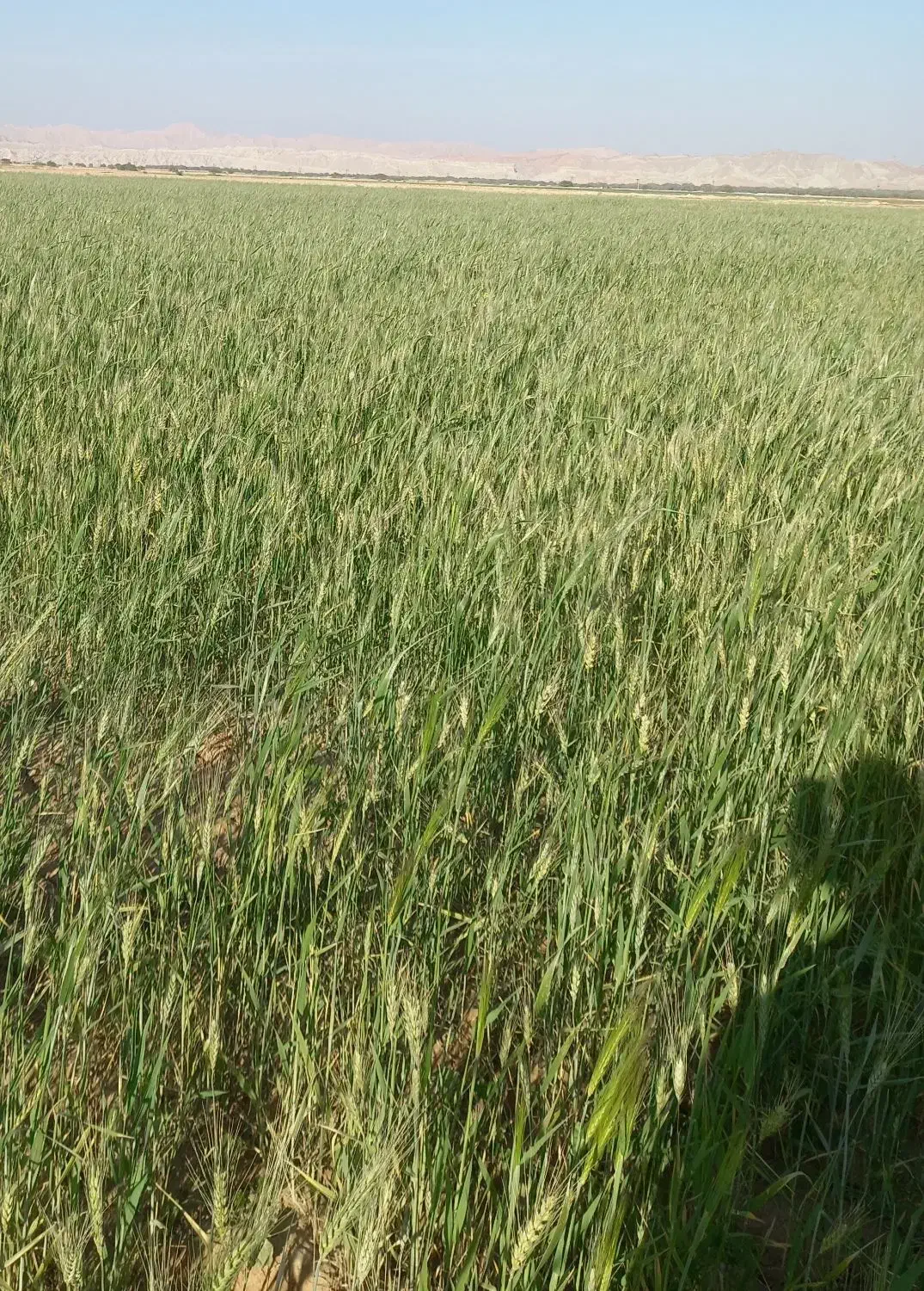 کرایه یا مشارکت ۱۰ هکتار زمین کشاورزی روستای بحریه|اجارهٔ دفتر صنعتی، کشاورزی، تجاری|امیدیه, |دیوار