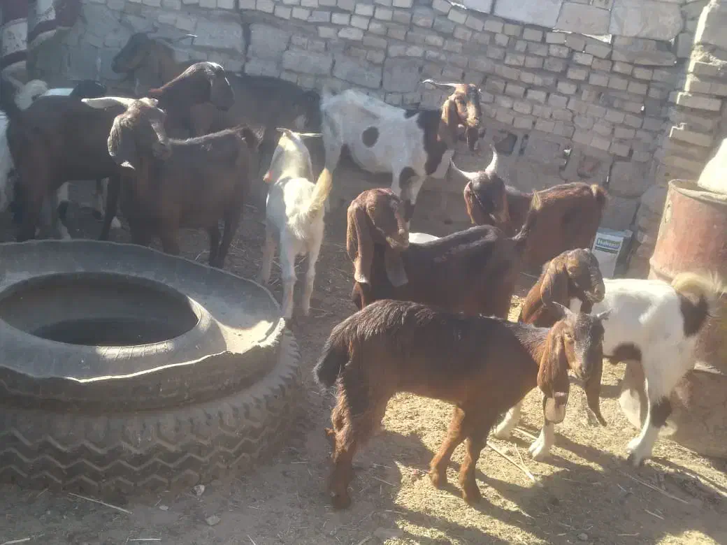 خرمشهر|حیوانات مزرعه|باوی, |دیوار