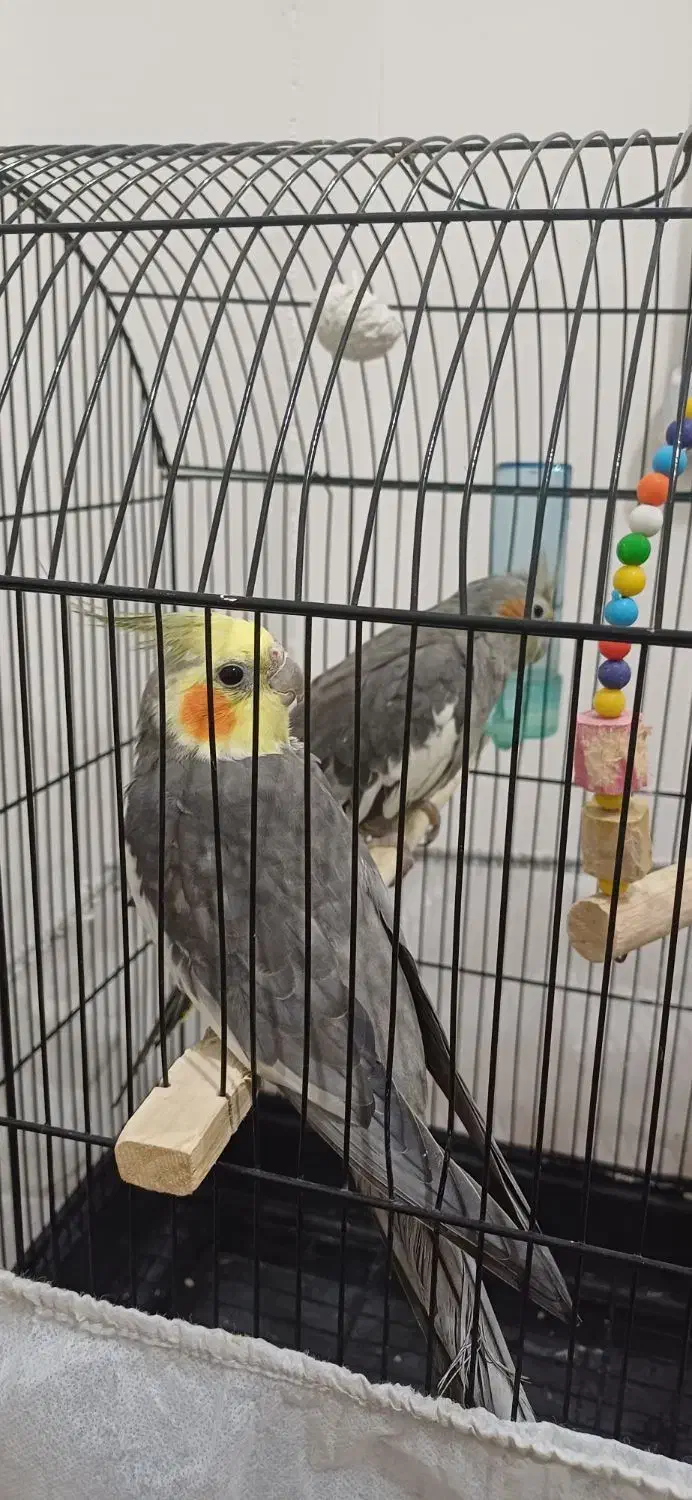 طوطی عروس|پرنده|سنگر, |دیوار