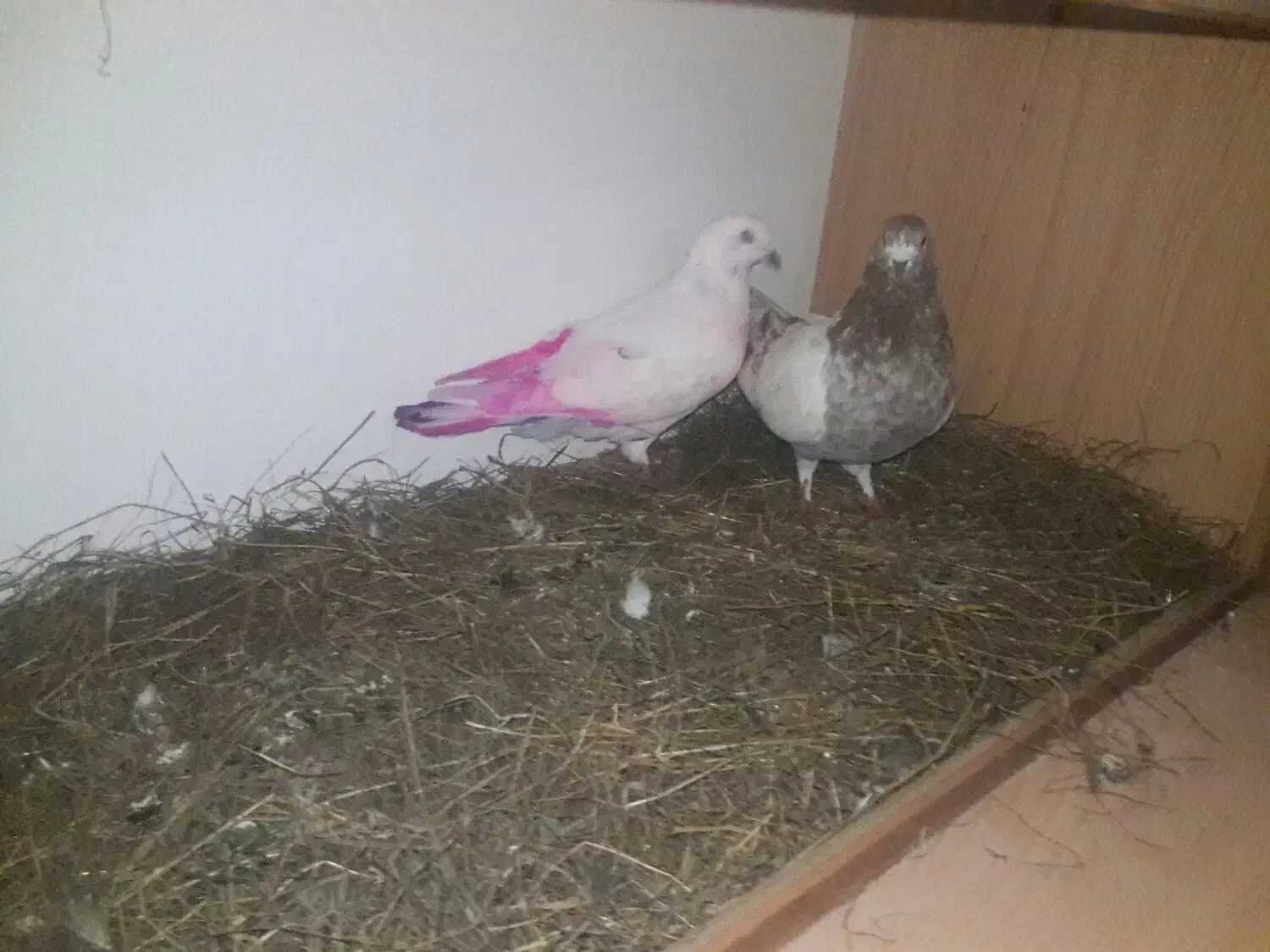 یک جفت طوقی نر وماده|پرنده|ویلکیج, |دیوار