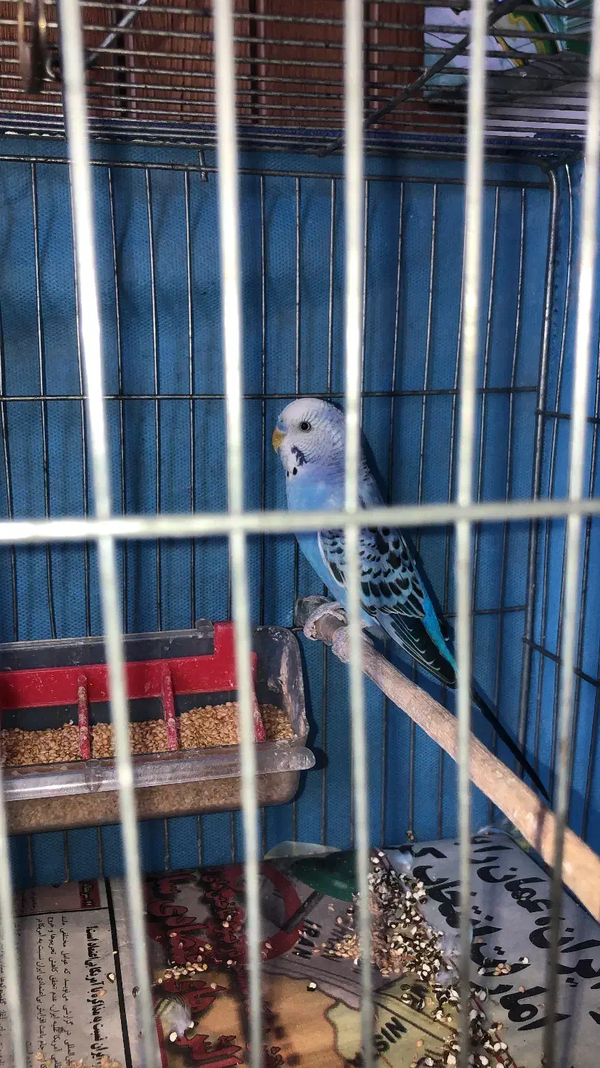 مرغ عشق|پرنده|رشت, گلزاران|دیوار