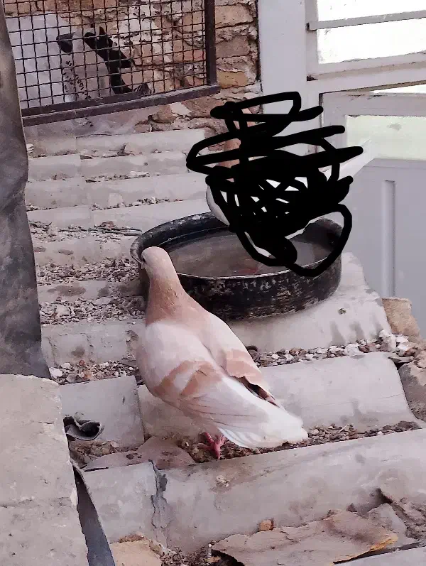 کبوتر شصتی و چادری|پرنده|تهران, مسعودیه|دیوار