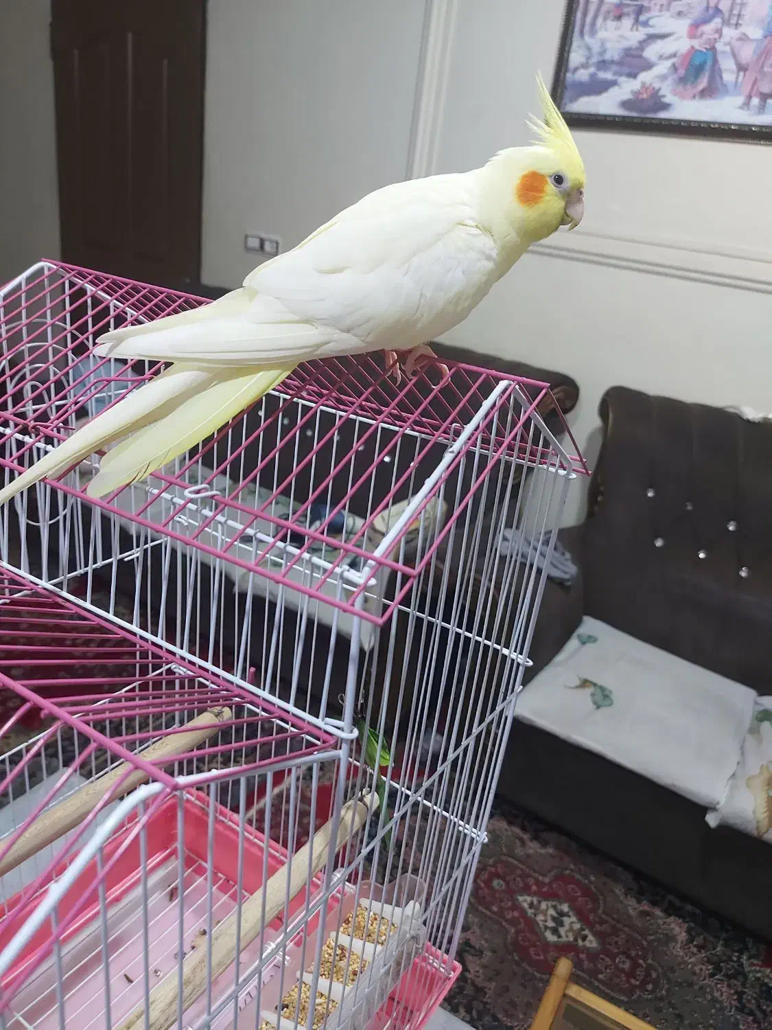 عروس هلندی لوتینو ماده رام شش ماهه مست مست|پرنده|رشت, یخسازی|دیوار