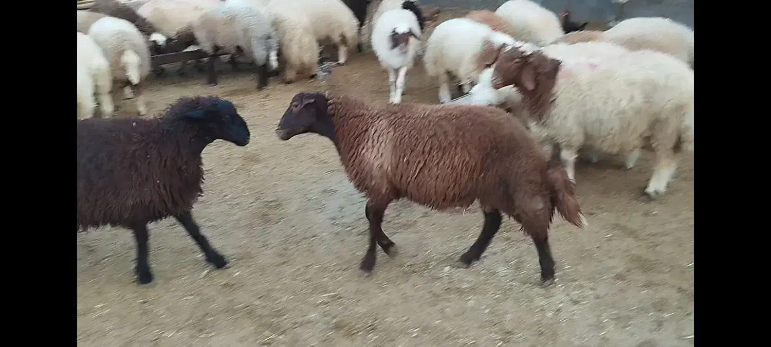 فروش بره پرواری|حیوانات مزرعه|دره شهر, |دیوار