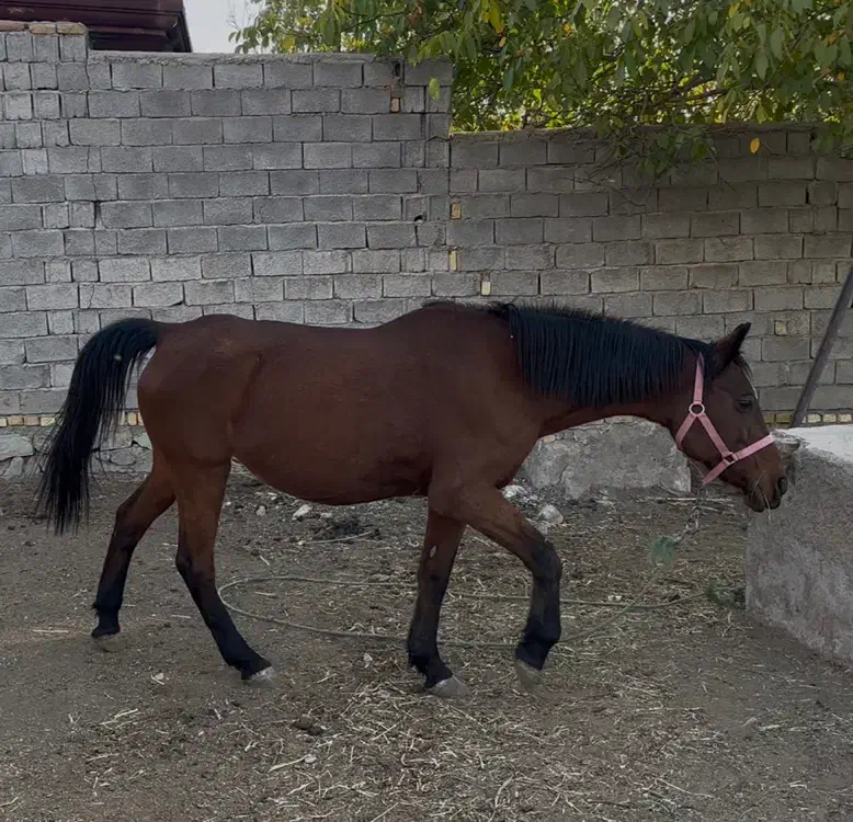 مادیان با کره|اسب و تجهیزات اسبسواری|کوهسار (البرز), |دیوار