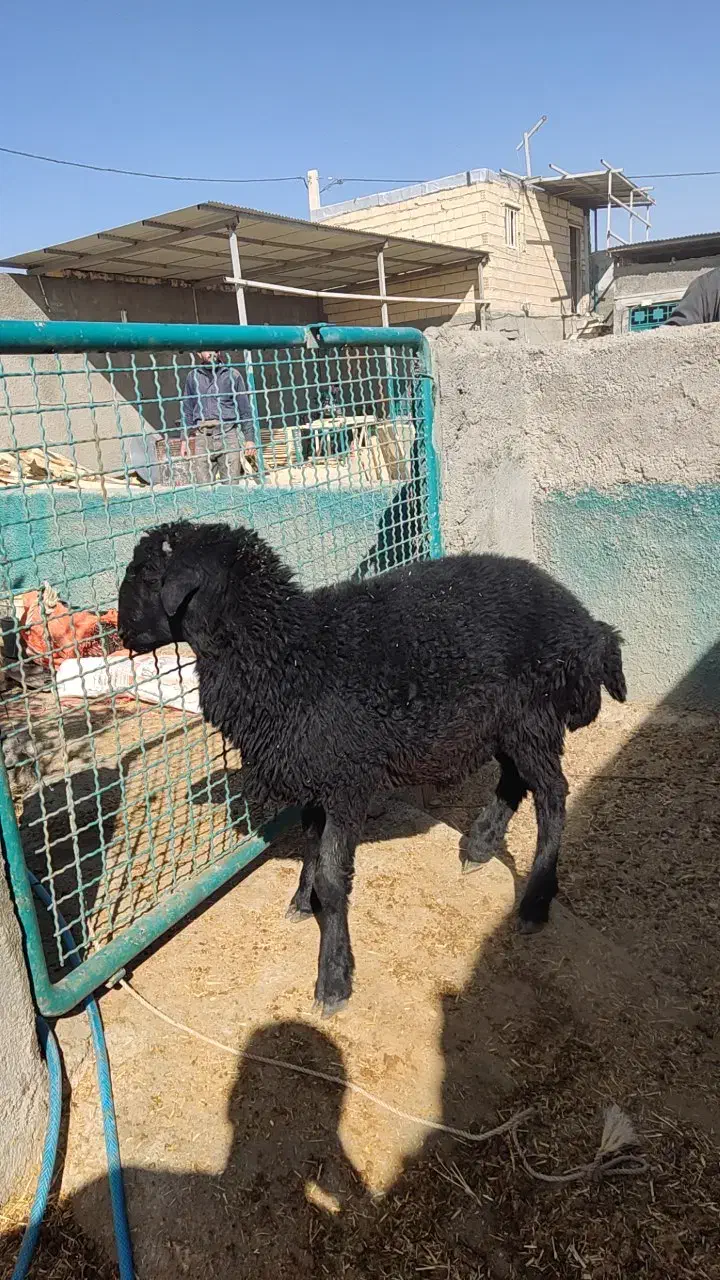 بره|حیوانات مزرعه|نجفآباد, حومه نجف آباد|دیوار