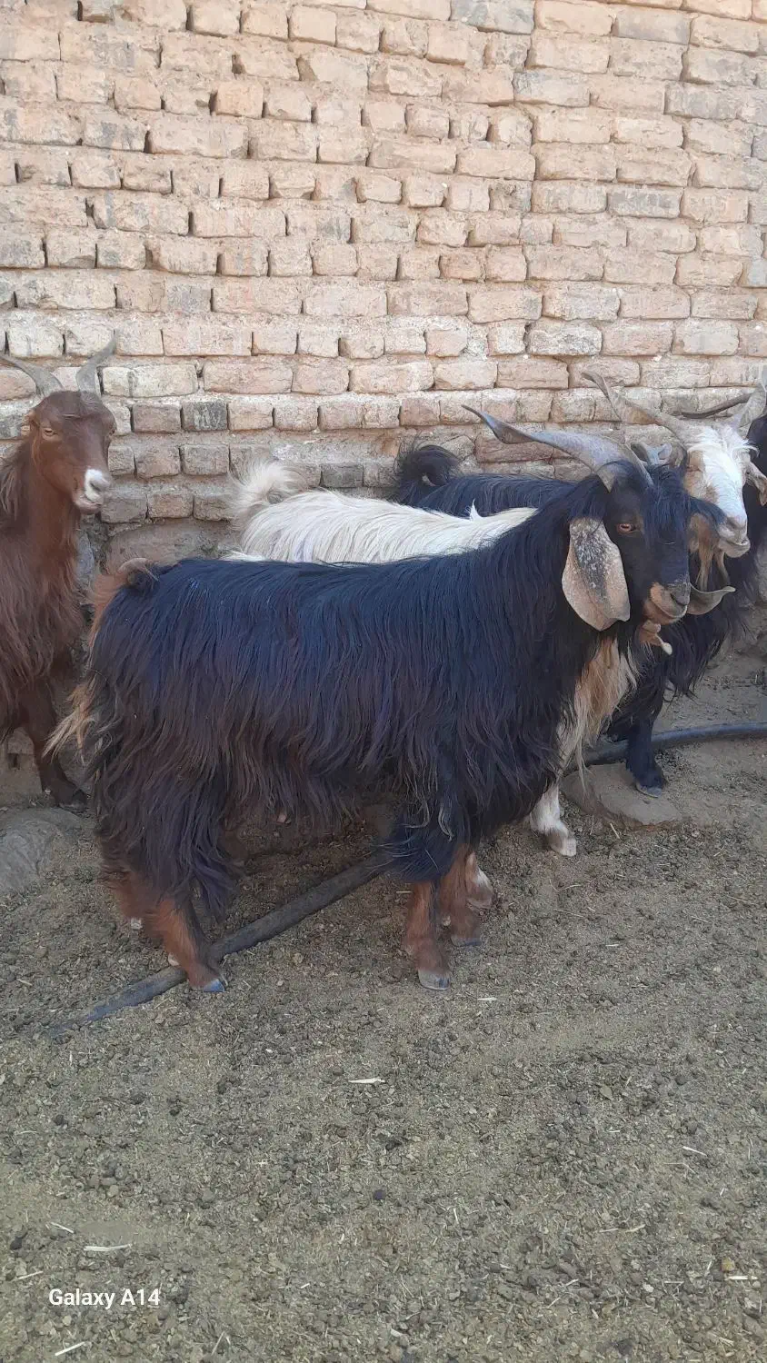 چپیش نر|حیوانات مزرعه|چگنی, |دیوار