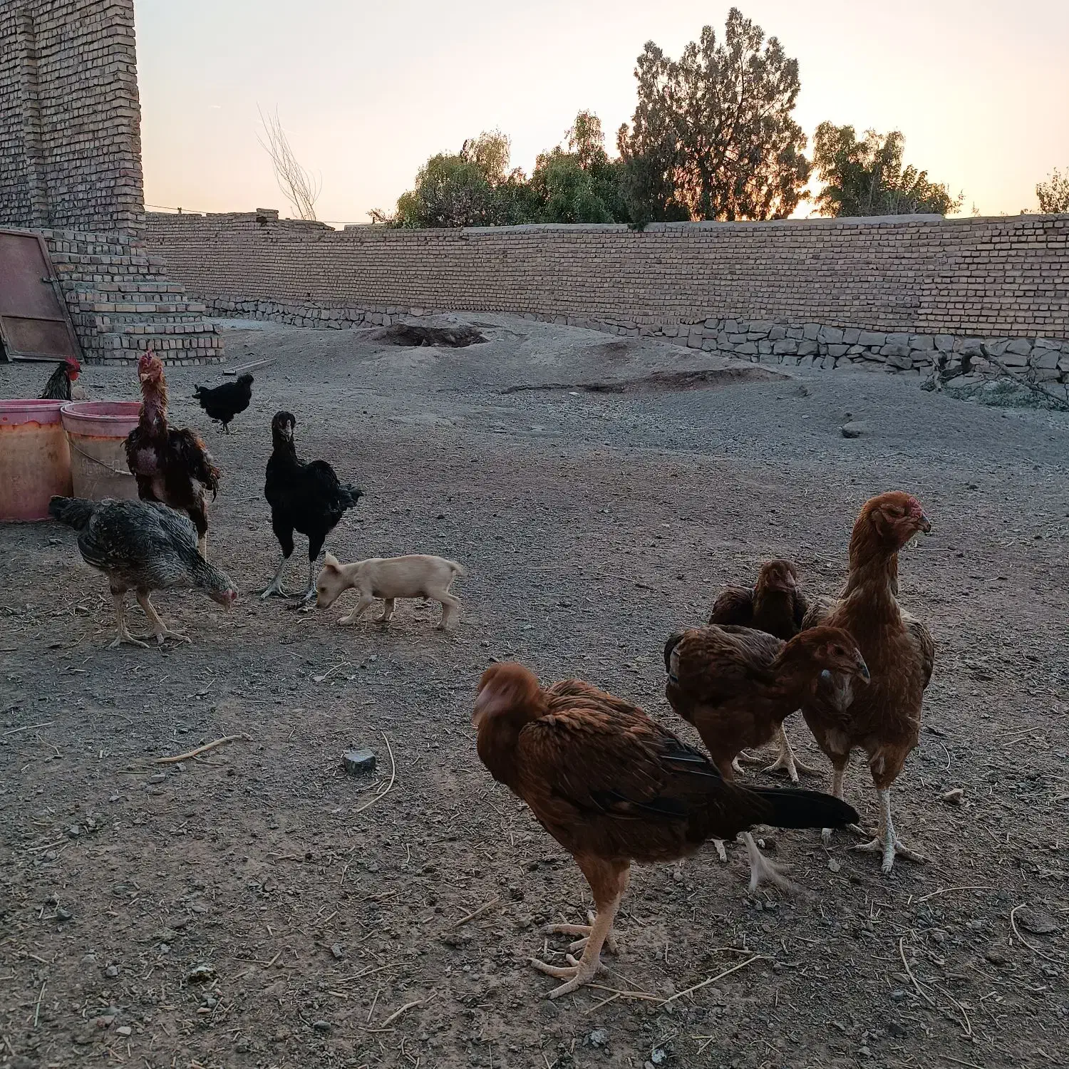 مرغ لاری و جوجه لاری اصیل|حیوانات مزرعه|سبزوار, زینبیه|دیوار