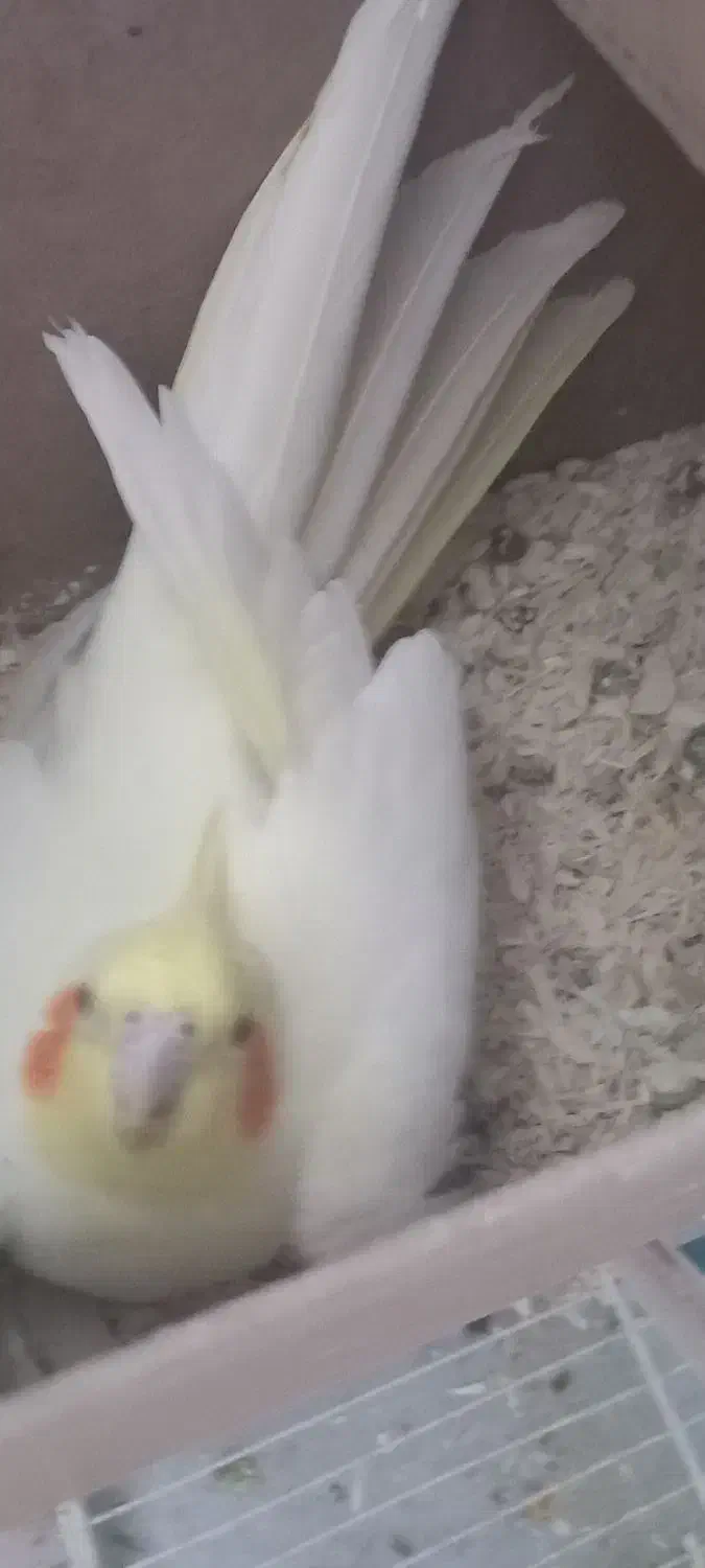 عروس هلندی|پرنده|گلبهار, شهر جدید گلبهار|دیوار