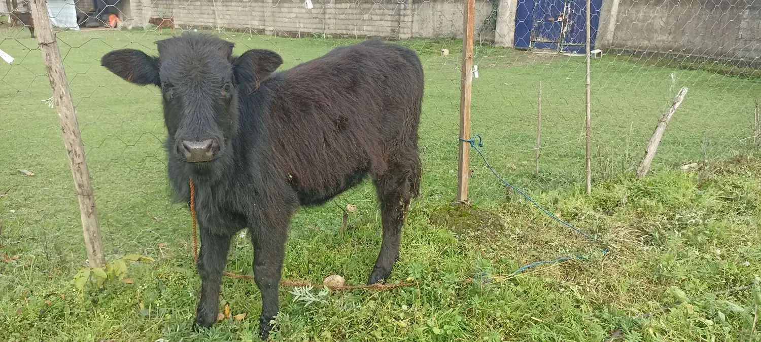 لیشه گاو گوساله ماده|حیوانات مزرعه|فومن, |دیوار