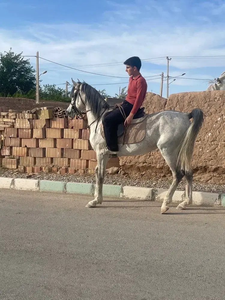 اسب دوسر ع|اسب و تجهیزات اسب‌سواری|یزد, |دیوار