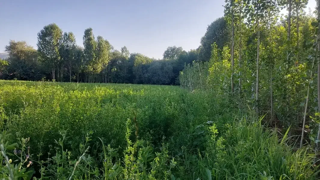 زمین کشاورزی آبی (براو)|فروش دفتر صنعتی، کشاورزی، تجاری|بانه, |دیوار