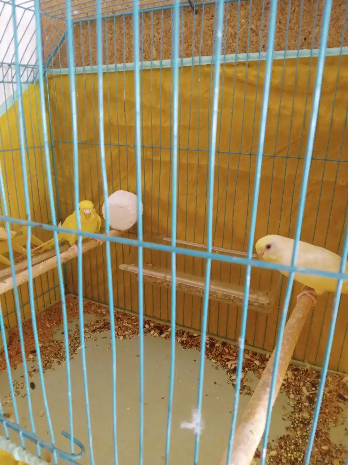 عروس هلندی مرغ عشق قناری|پرنده|امیدیه, |دیوار