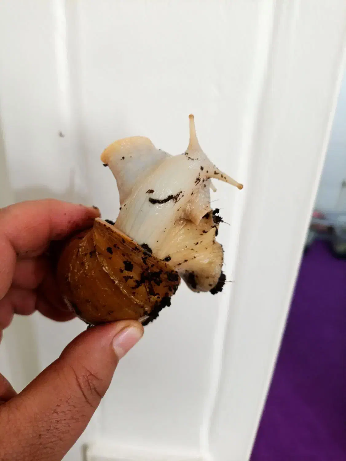 حلزون مولد|خزنده|ملارد, |دیوار