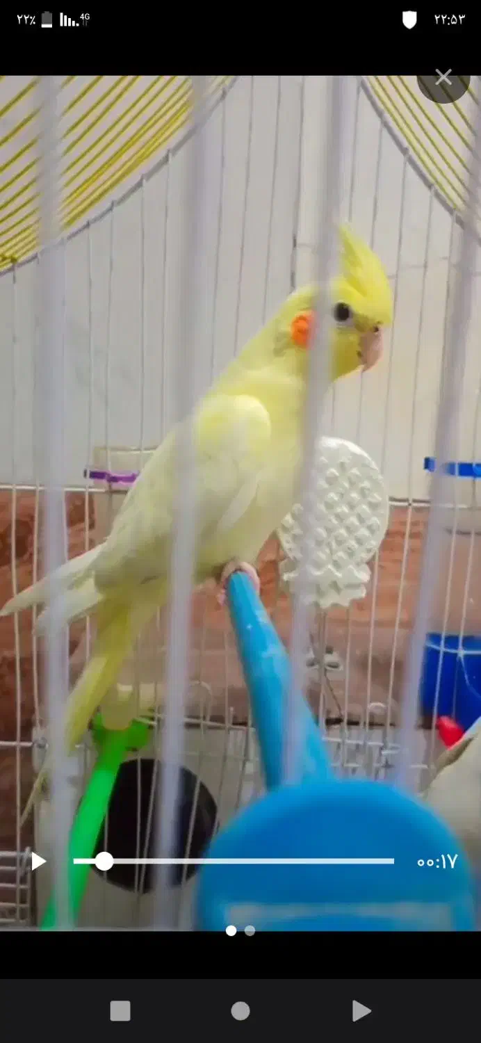 عروس هلندی|پرنده|مهرستان, |دیوار