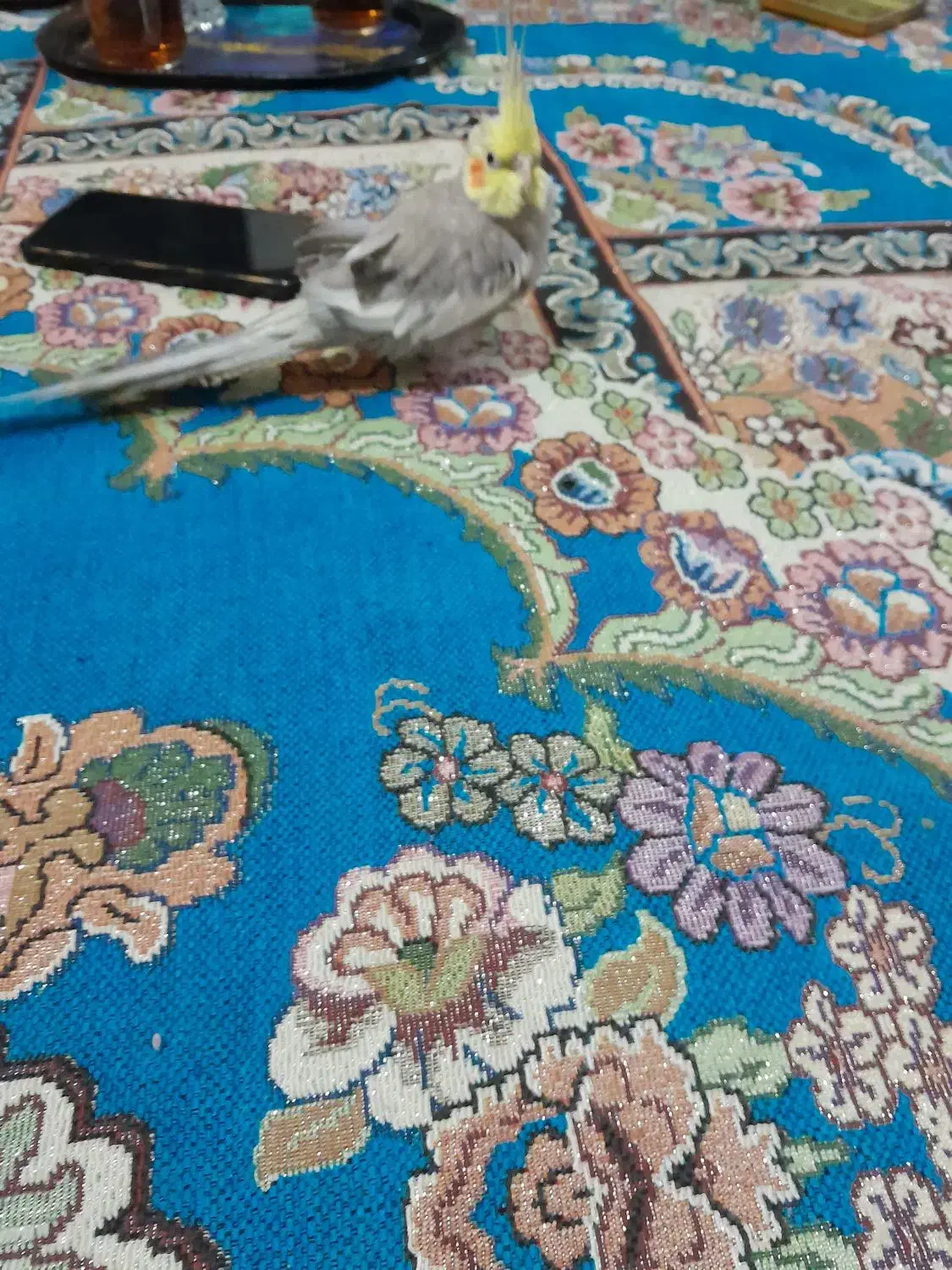 عروس هلندی نر|پرنده|مشهد, انصار|دیوار