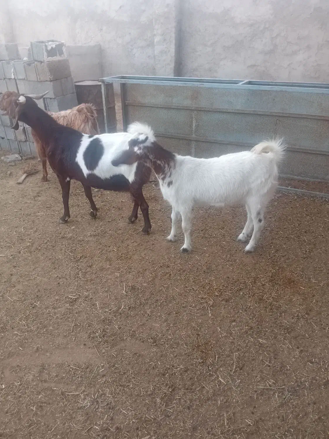 گوسفند|حیوانات مزرعه|داراب, |دیوار