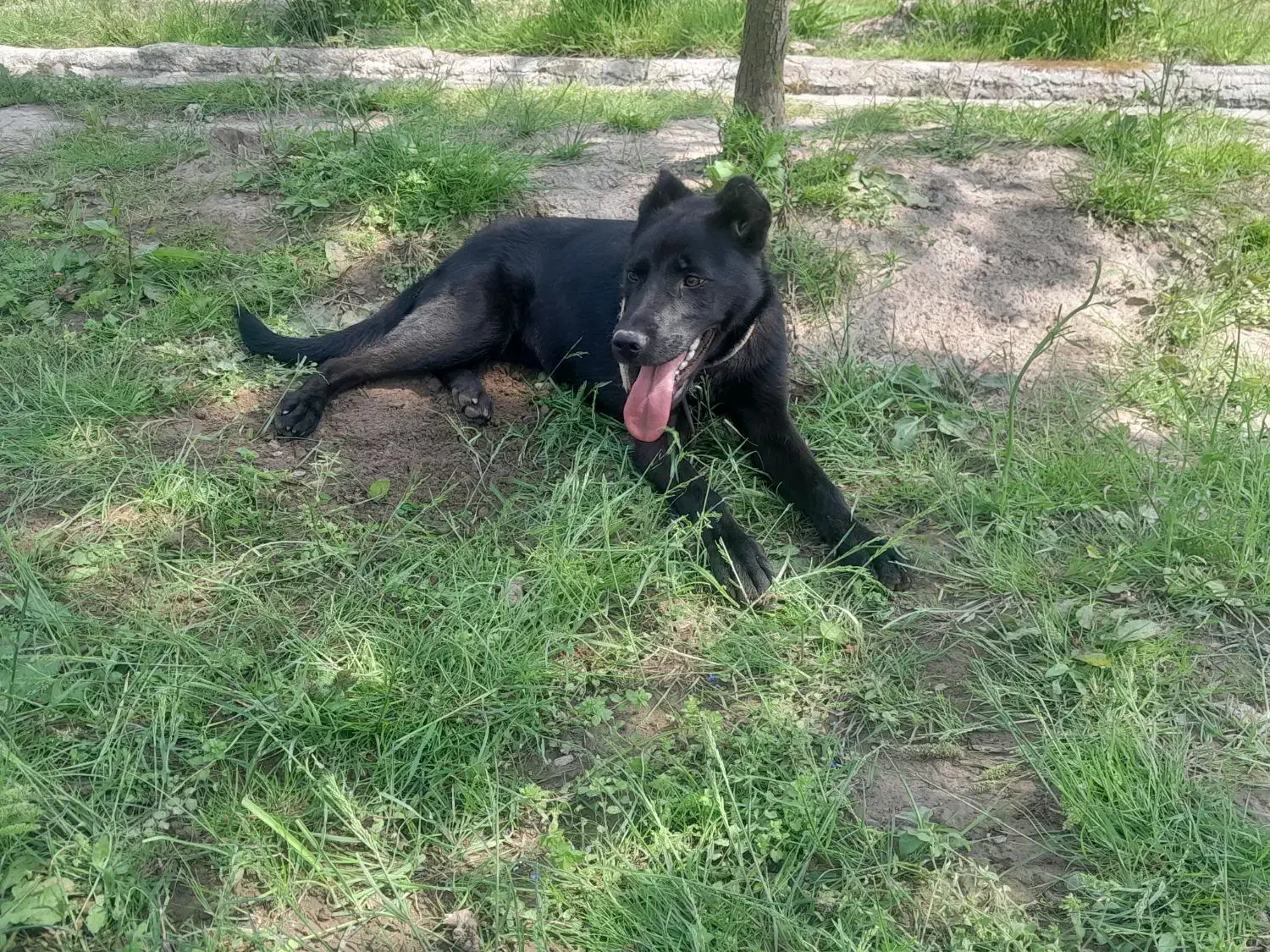 سگ کن کورسو دورگ واگذاری|سگ|سنگر, |دیوار