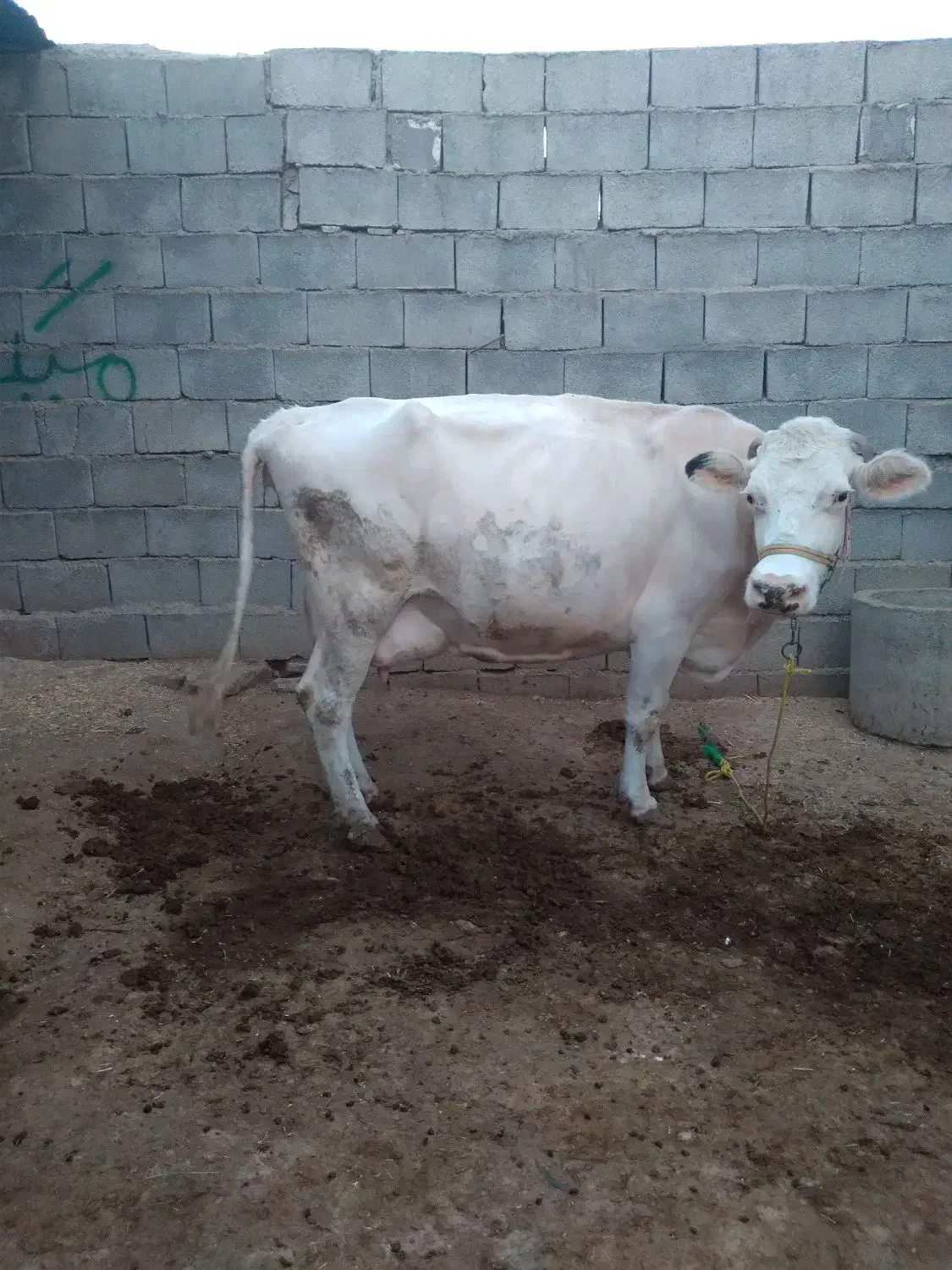 گاو و گوساله|حیوانات مزرعه|گتوند, |دیوار