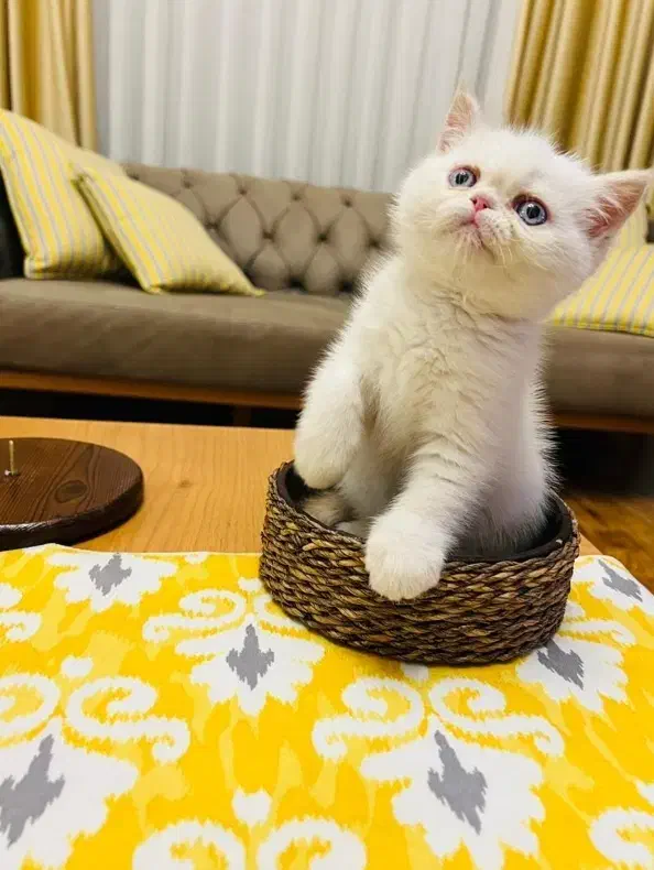 گربه بریتیش گربه اسکاتیش موقعیت شیراز|گربه|شیراز, معالیآباد|دیوار