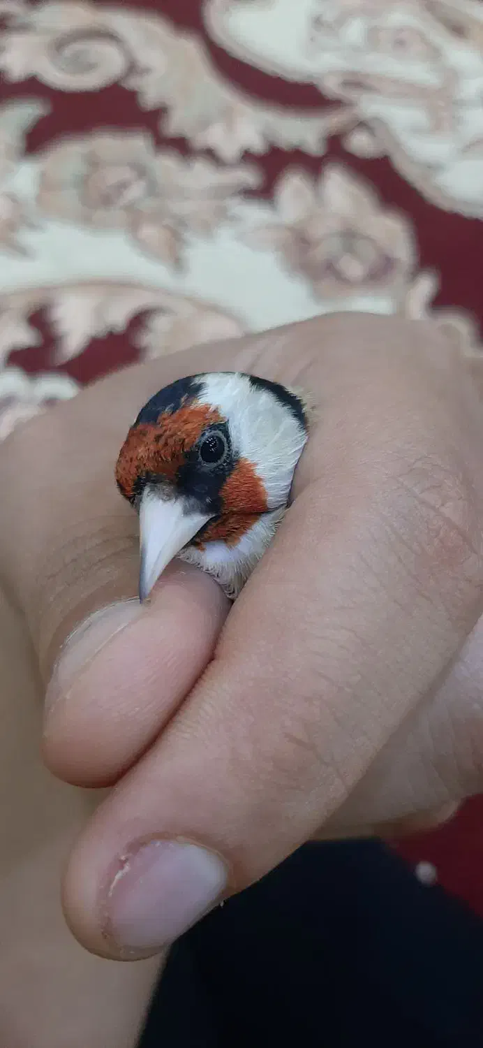 سهره|پرنده|بندر ماهشهر, |دیوار