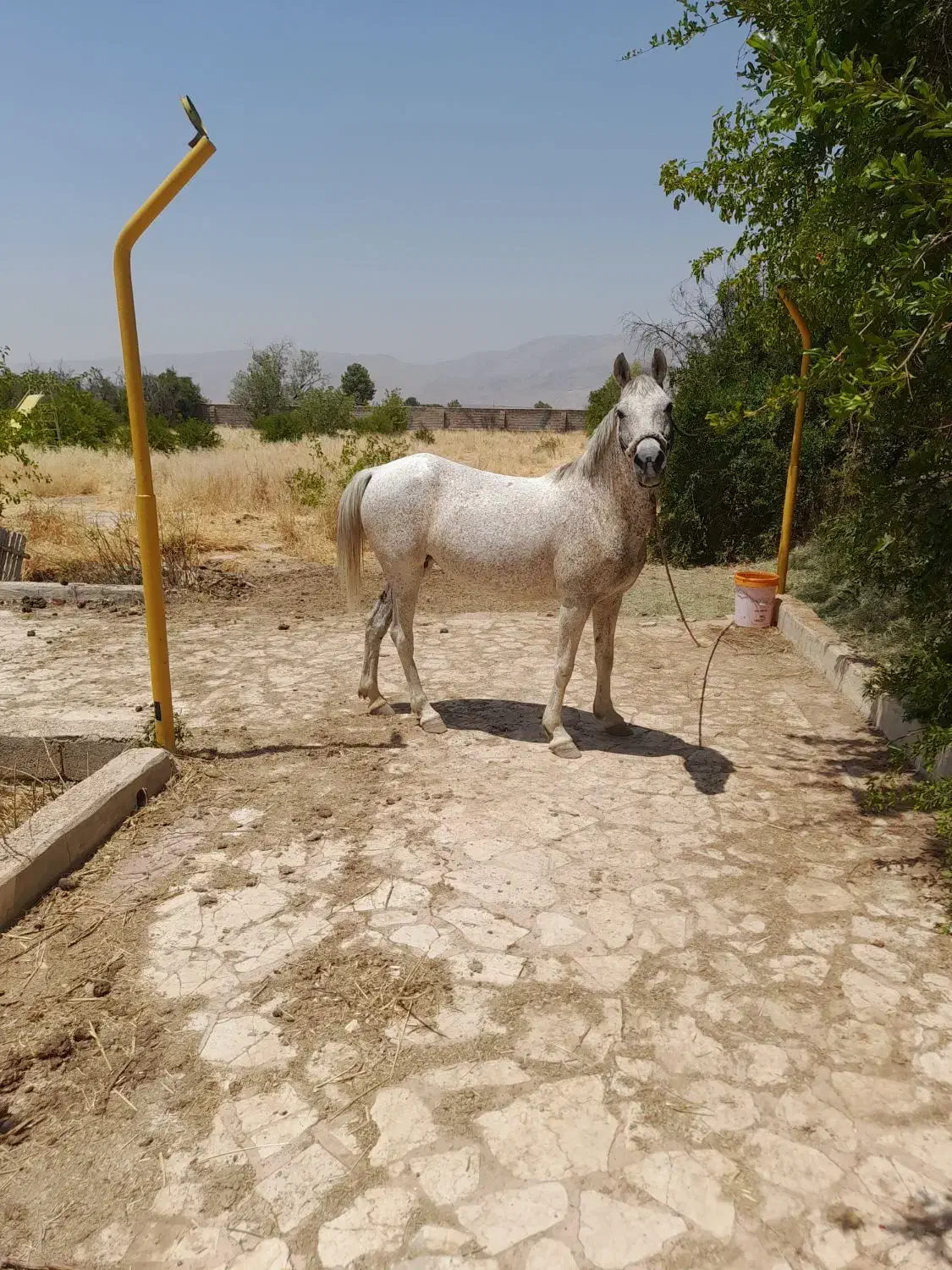 اسب مادیون|اسب و تجهیزات اسب‌سواری|شیراز, بید زرد|دیوار