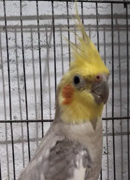 عروس هلندی|پرنده|رشت, تازه آباد|دیوار