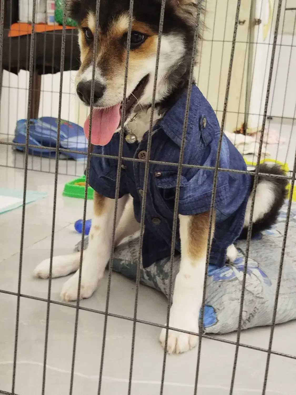 سگ (هاسکی میکس)|سگ|بوشهر, |دیوار