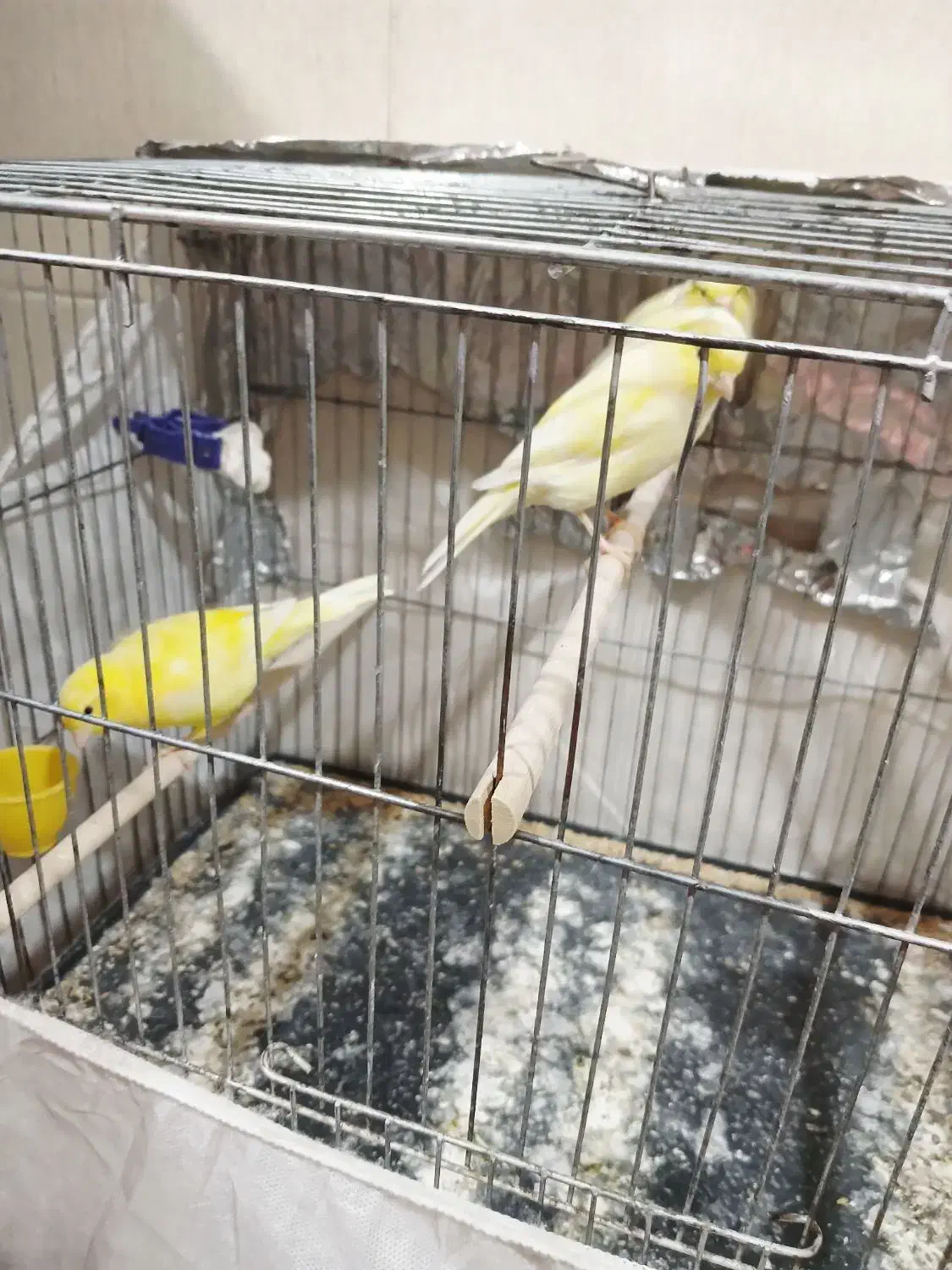 قناری ماده|پرنده|مسجد سلیمان, |دیوار