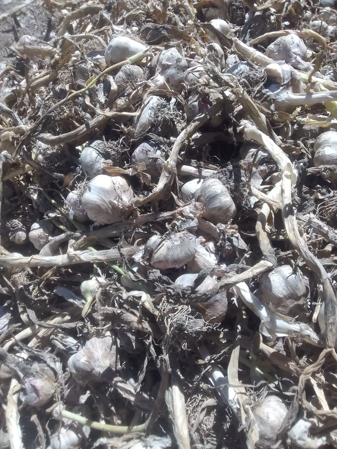 سیر مغان|خوردنی و آشامیدنی|بیله سوار, |دیوار