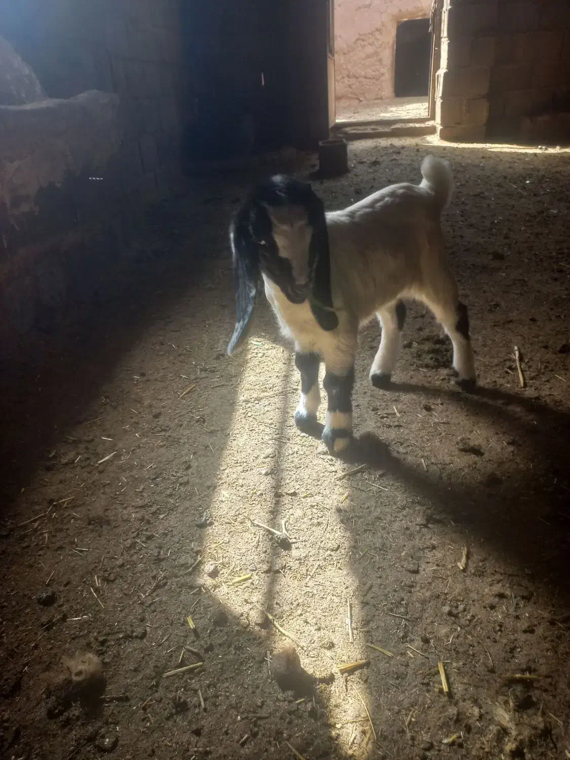 بزغاله|حیوانات مزرعه|تایباد, |دیوار