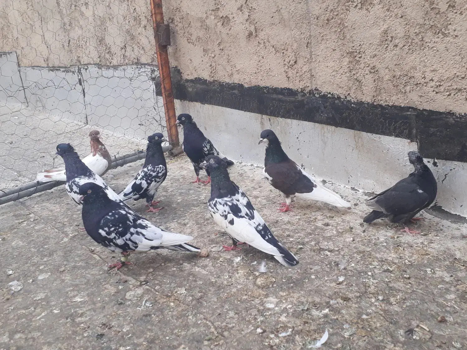 کبوتر کله سیاه بهبهانی نروماده|پرنده|شیراز, دارالرحمه|دیوار