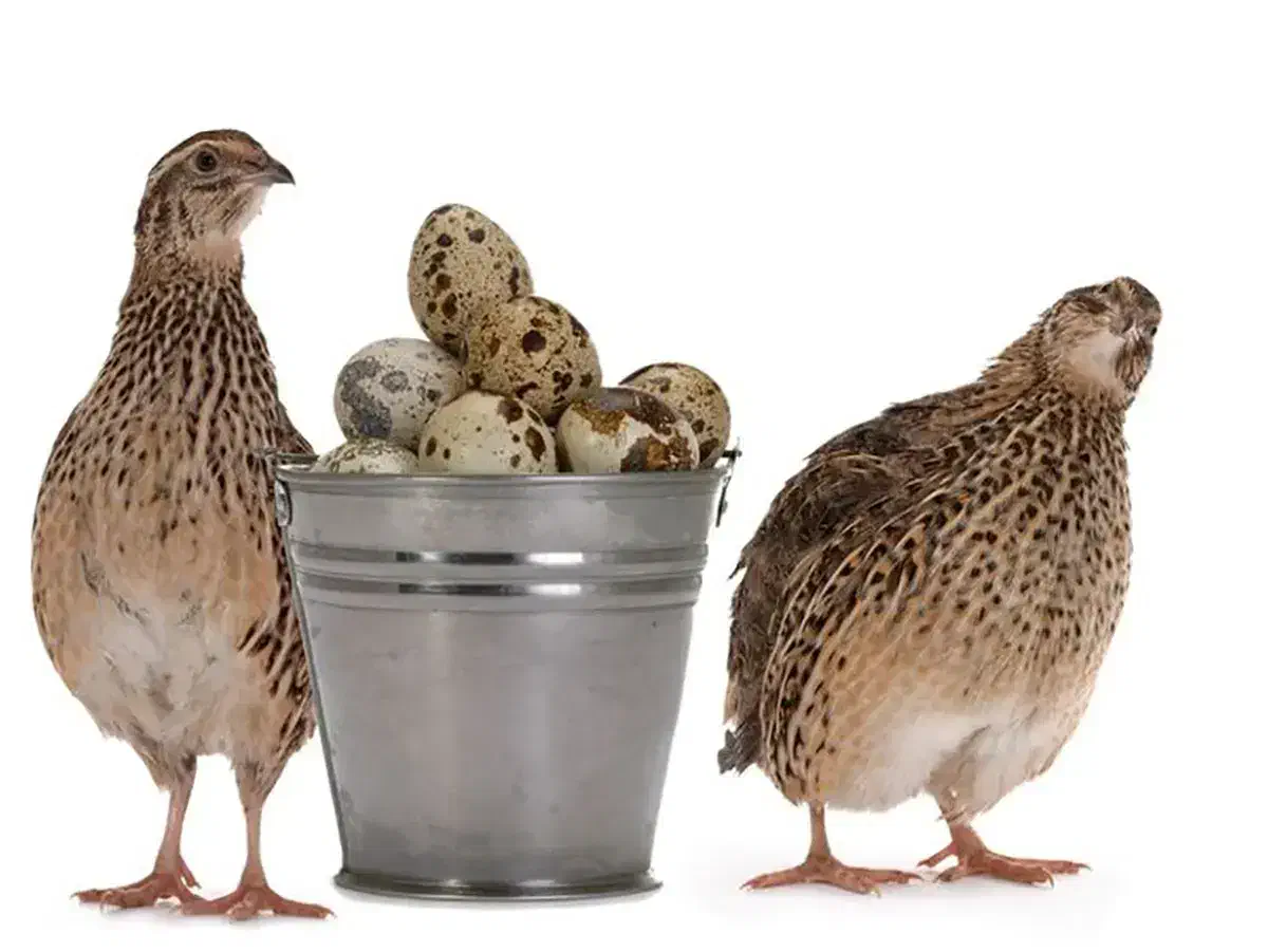 تخم نطفه دار بلدرچین|حیوانات مزرعه|زنجان, |دیوار