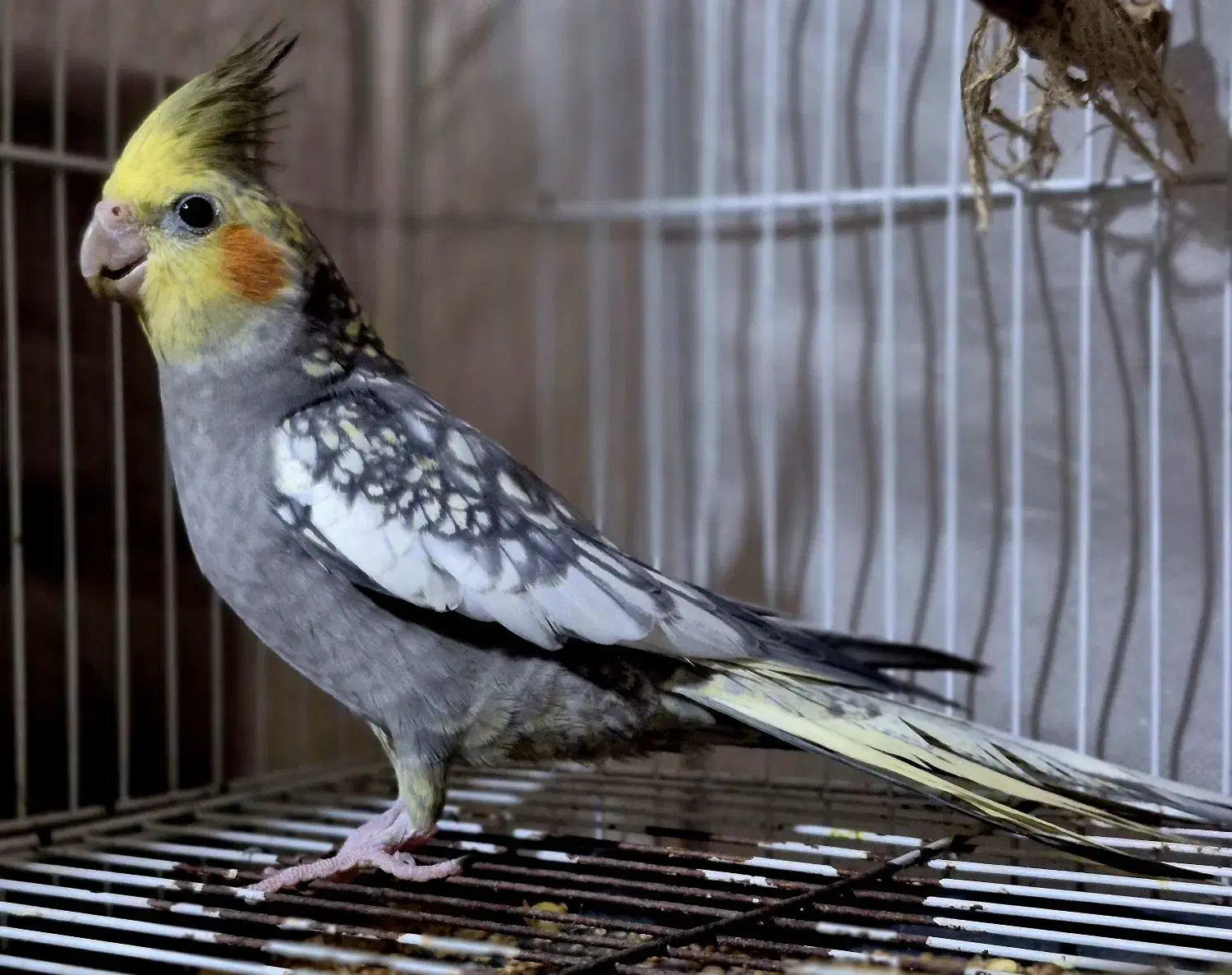 فروش عروس هلندی|پرنده|خان ببین, |دیوار