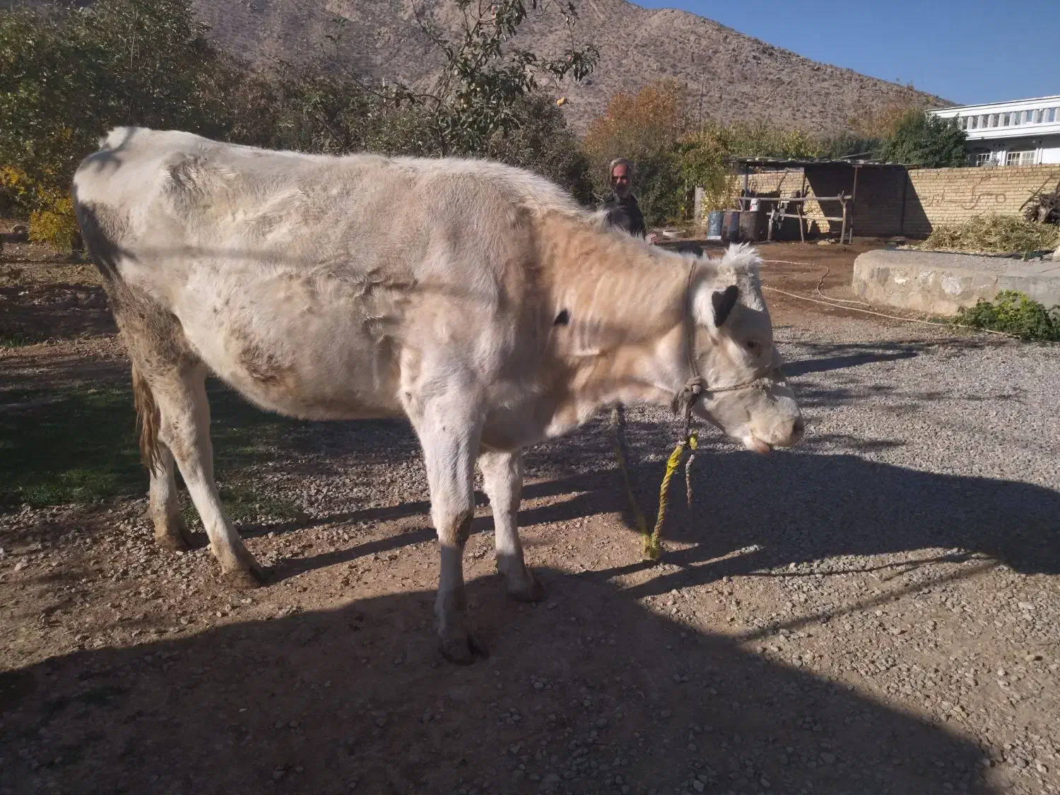 گاو نوبر هلشتاین ۶ماه آبستن نژاد عالی|حیوانات مزرعه|درودزن, |دیوار