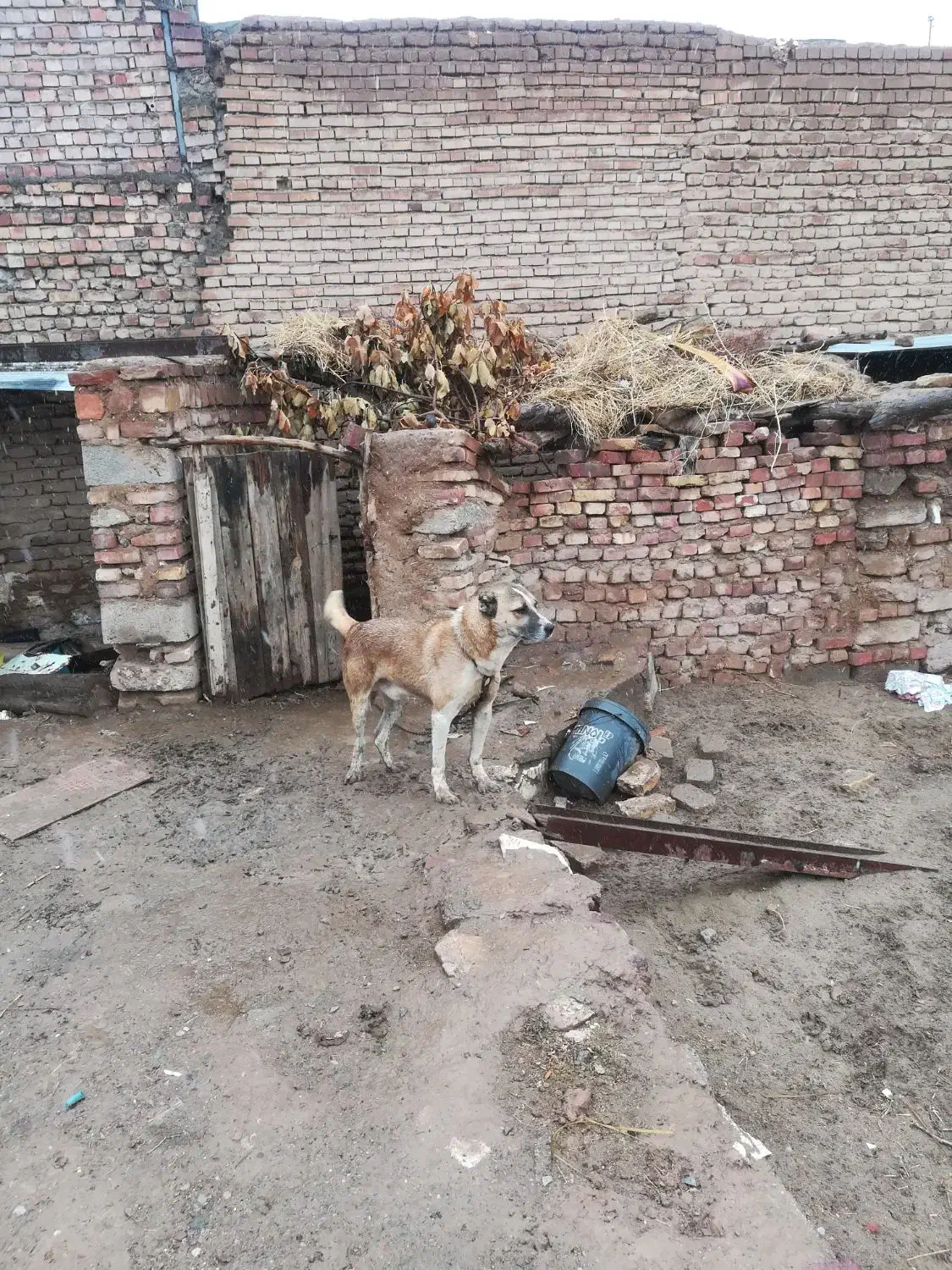 سگ محلی|سگ|زرند, |دیوار