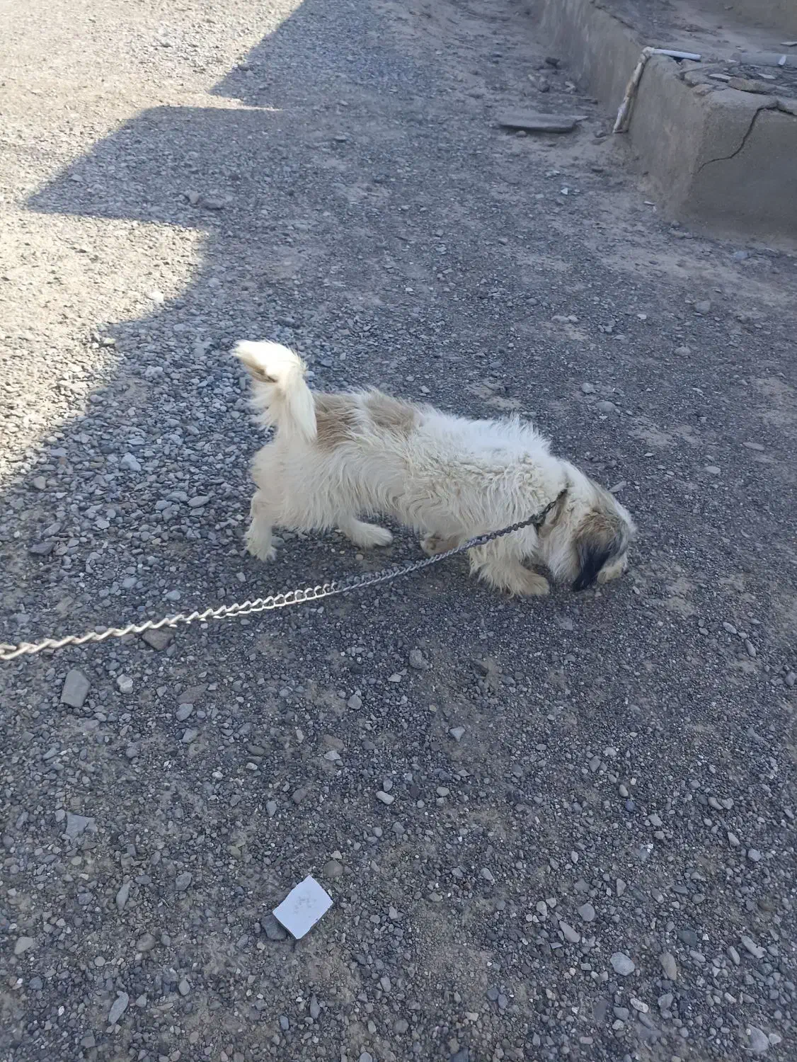 سگ پشمالو شیترز|سگ|زابل, |دیوار