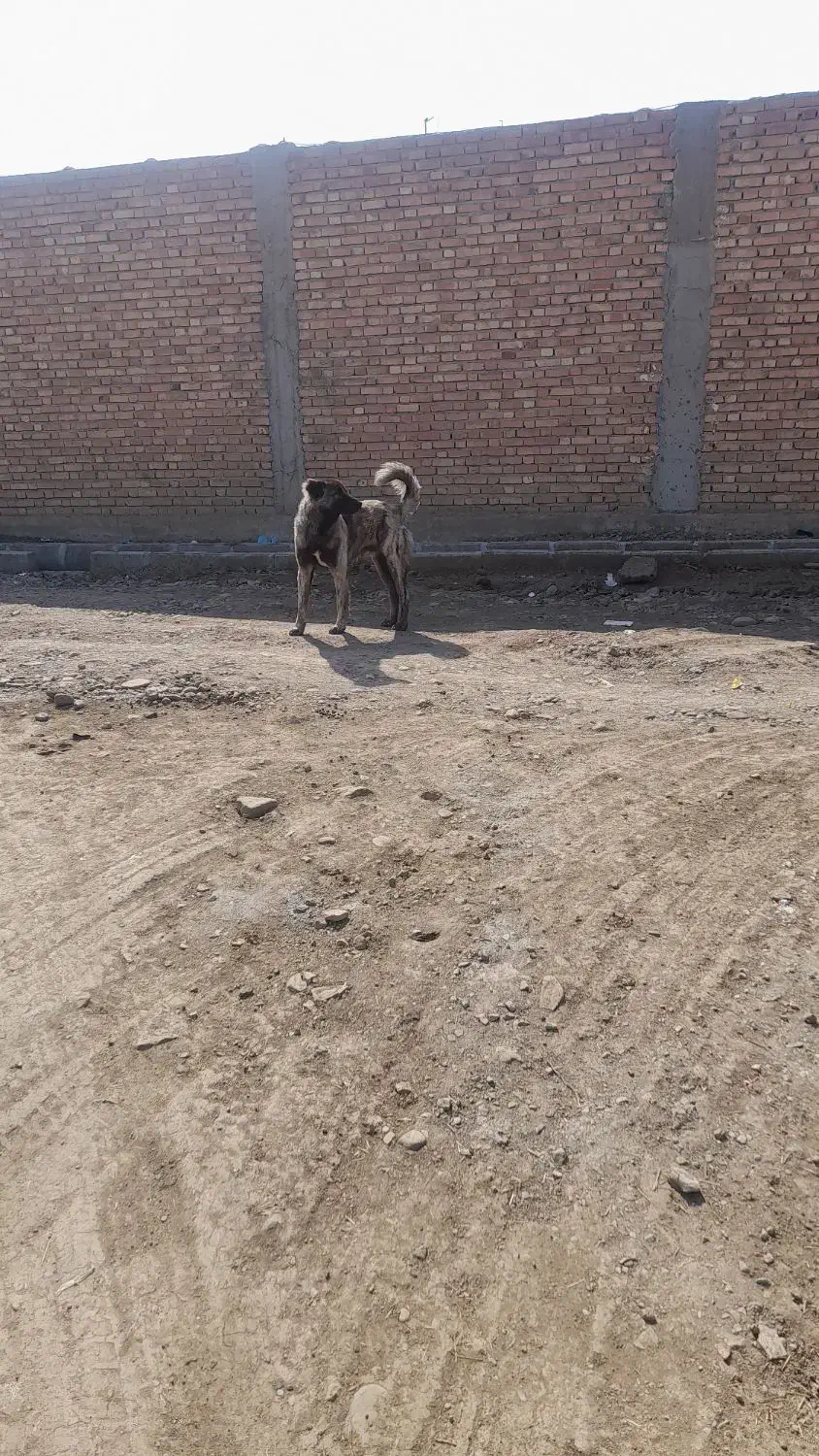 سگ گمشده|سگ|بیله سوار, |دیوار