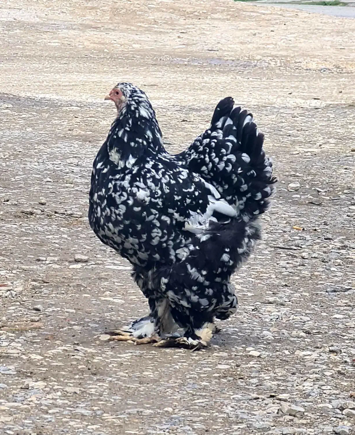 فروش جوجه برهمای بلک متلد|حیوانات مزرعه|سورک, |دیوار