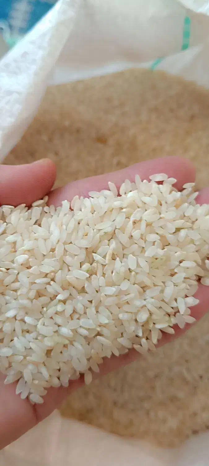 برنج|عمده‌فروشی|کوار, |دیوار