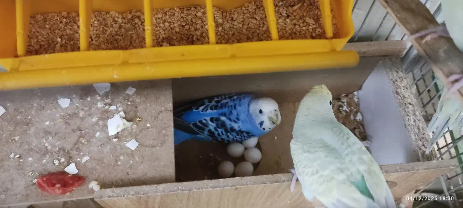 پرنده مرغ عشق رینبو|پرنده|اصفهان, آبشار|دیوار