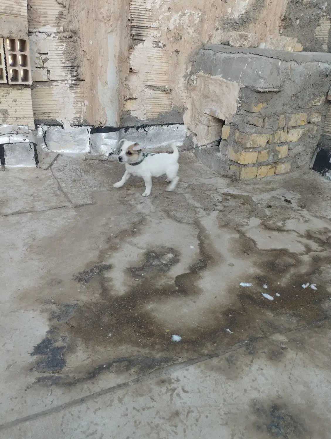 توله ۳ ماهه جیبی ماده|سگ|نیشابور, مدرس|دیوار