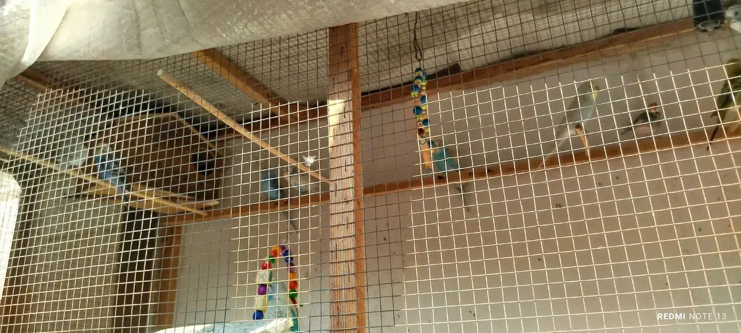 مرغ عشق|پرنده|قلعه نو, |دیوار